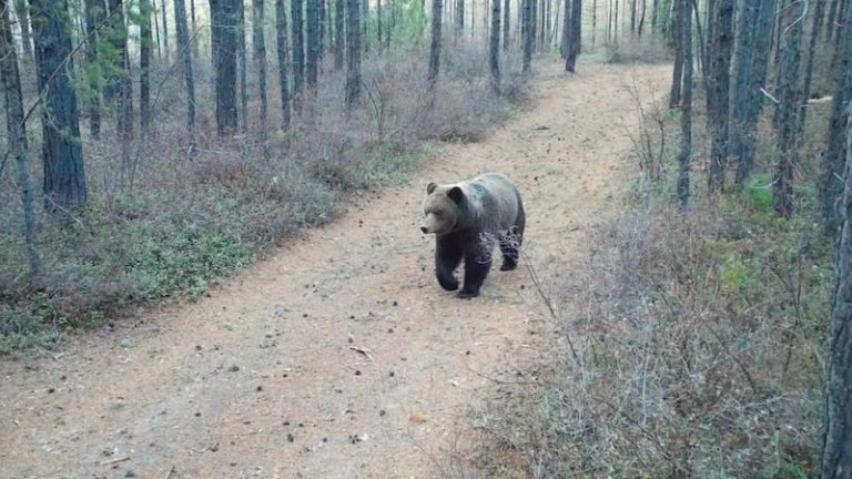 В Сибири начали просыпаться медведи